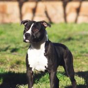 Saint Pablo For Skytown Goloka