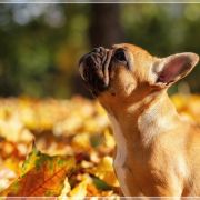 TEKLA Hokus Pokus z Perłowej