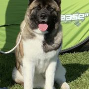 Countach Get the Message