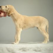 Moyo Pori AYERS ROCK