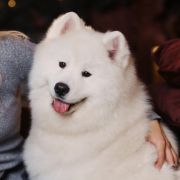 Diva Zhasya from Kel’bin treasure-house