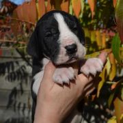 SILVANA Czar Olbrzyma