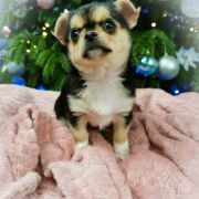 DYANNA z Dorzecza FCI 