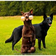 RED DUBLIN Kelpiebrink