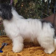 HAFIZ-CHAIR CHARDASH