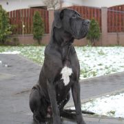 KAREIA Margarejro (FCI)