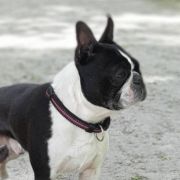 SIBIRSKIY SHARM Vostorg for Kharkov Style