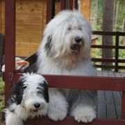 Camerata (FCI) ACHTUNG BABY