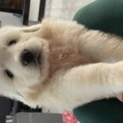 U Hodowla Markus FCI