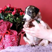 NOBLE NEON Impuls i Splendor