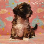 DAWA CHONZON The Tibetan Pride /FCI/