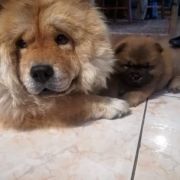 Tenk-jou-lee Nelli Sisi