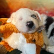 LUKE Zwinne Serca (FCI) 