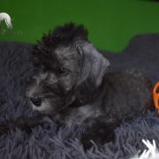 PANDORA Diamond Lamb