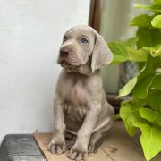 ARON ze Stryszowskiego Boru FCI 