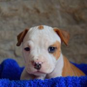 Cincinatti Vivir Perros 