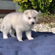 Luke Skywalker z Bratkowej Ohany