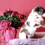 NOBLE NIDA Impuls i Splendor