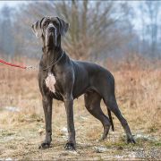 YOKO ONO Margarejro FCI