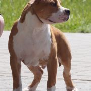 No One Like You z Wiślanego Portu