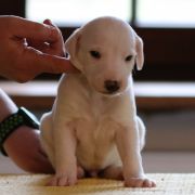 HOUNDSFOREVER Arctos