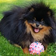 Evva Ledi Elegant iz Zolotogo Sunduchka