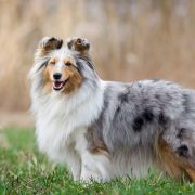 KNOCKIN'ON OWLLAND'S DOOR Lohrien