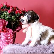 NOBLE NOVEL Impuls i Splendor