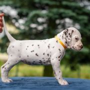 BAJKA z Łaciatej Krainy - zarezerwowana 