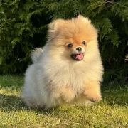 OPALIT the Scarlet Hill