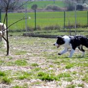 Rollingbones BILLIE THE KID