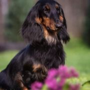 G.O.T ARYA Long and Lovely 