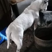 BEE SNOW DREAM Moravian Gate Bull 