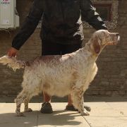 Harriet Z Ziemi Lowickiej 'POLLY'