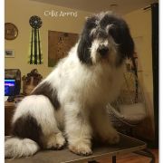 Fortis Fortuna Adiuvat PARI COLLIS AMORES