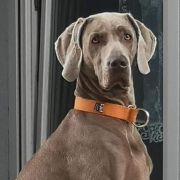 FILOMENA Psi Folwark