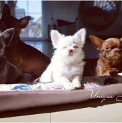 Always in my Heart Unique Love