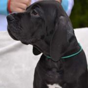 AMARANT Przylądek Doga FCI 