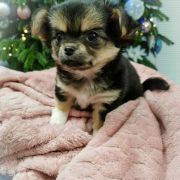 DALLA z Dorzecza FCI 