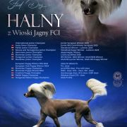 HALNY z Wioski Jagny FCI
