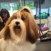 Fluffy Attraction BREATHTAKING FRANCESCA