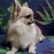 BAILEY Someone for All