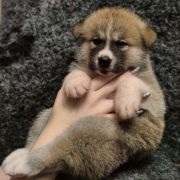 TAKUMI TOKYO i JEJ ZGREDY