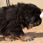 DRAGE FEATHERS Airawata