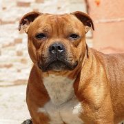 Skilful-Dogs JOCK WITH CANAVERAL STAFF