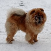 URUK-HAI of the Blue Mystery