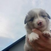 Danek Jodłowy Border