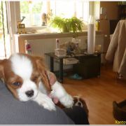 Xantos Ex imo Corde (FCI)