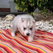 Lizbona z Bratkowej Ohany