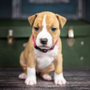 JUNIPER BERRY American Heart vel. Aldonka